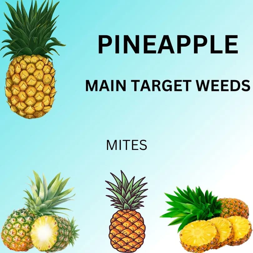 Product Featured